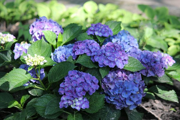 Essential Tips for UK Homeowners: Creating a Versatile Home Gym for Cardio and Strength Training